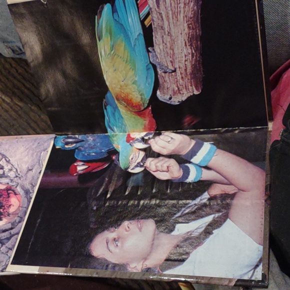 Taming and training Macaws birds by risa teitler - Picture 6 of 12